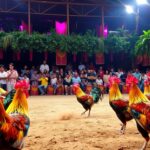 Sabung ayam terbaru 2024