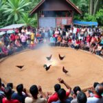 Taruhan sabung ayam live